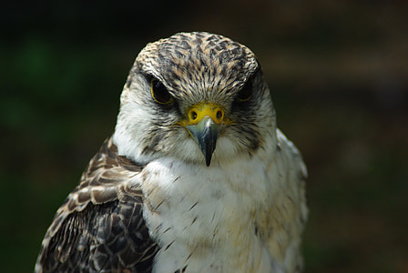 focus photo of brown hawk thumbnail