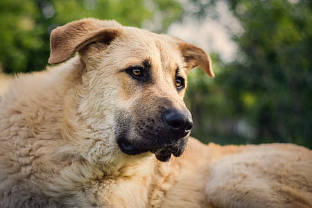 adult brown Anatolian shepherd thumbnail