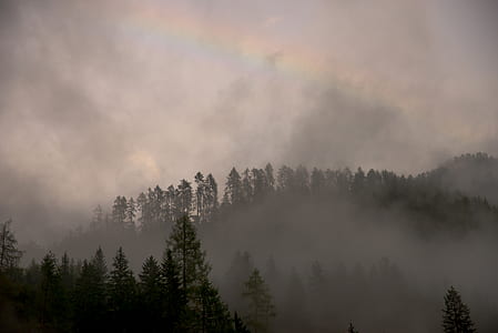 tall trees with fogs under calm sky thumbnail
