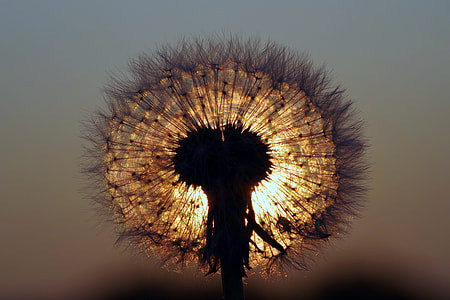 beige and grey dandelion with light in background thumbnail