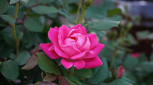 a rose, romance, beauty, aroma, pink, bloom thumbnail
