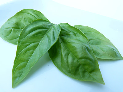 four green leafs thumbnail