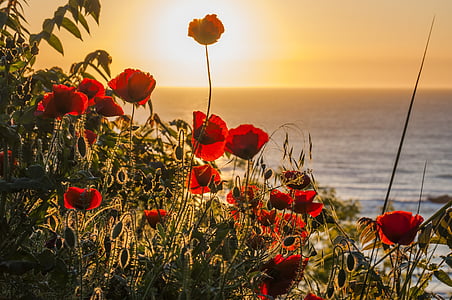 red poppy flowers thumbnail
