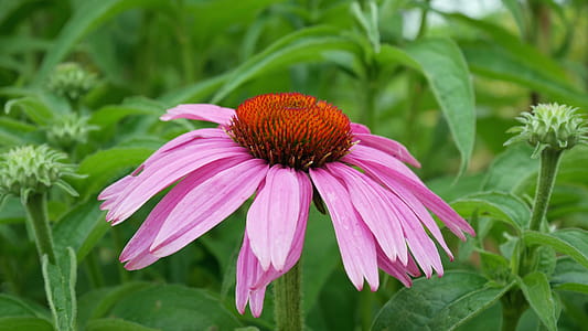 Pink coneflower flower in bloom. thumbnail