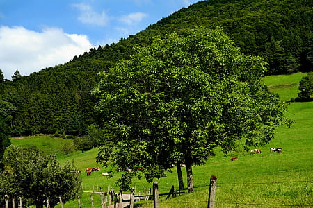 green trees near mountain thumbnail