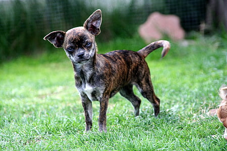 adult brindle Chihuahua thumbnail