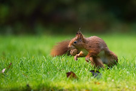 chipmunks on grass thumbnail