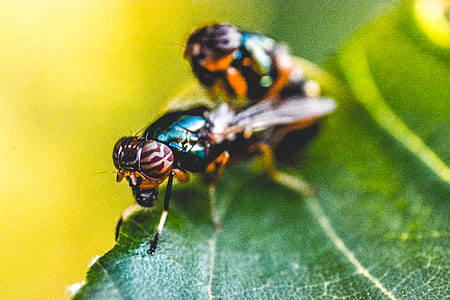 summer, garden, leaf, blur thumbnail