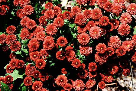 Red and Green Flowers thumbnail