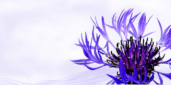 purple cluster flower thumbnail