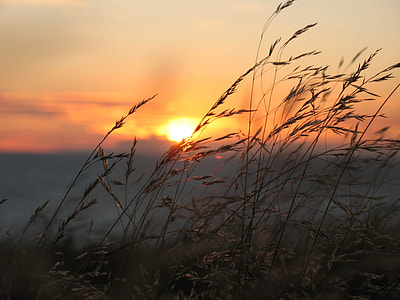 sunset against green swaying grass thumbnail