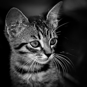 grayscale photo of tabby kitten thumbnail