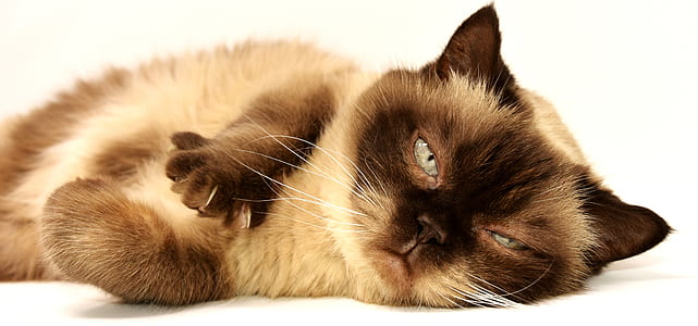 Himalayan cat on white floor thumbnail