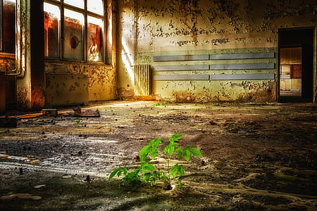green plant inside room illustration thumbnail