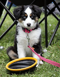 adult tricolor Australian shepherd thumbnail