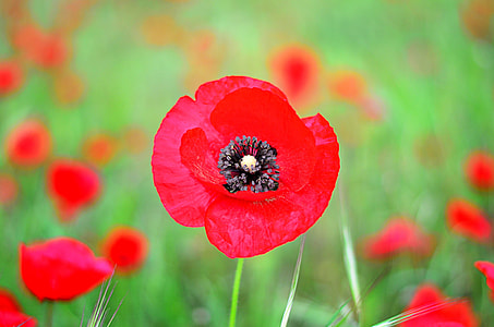 shallow focus photography of red flower thumbnail
