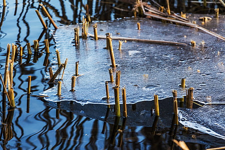 brown grass surfacing water thumbnail