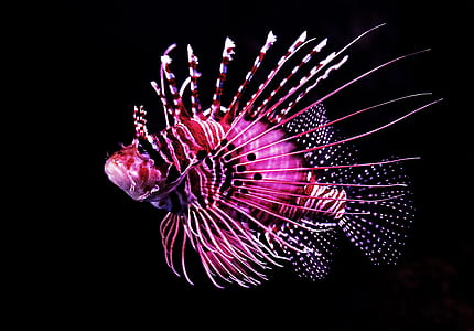 macro photography of pink fish thumbnail
