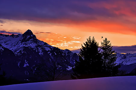 pine tree with snow-capped mountain at distance thumbnail