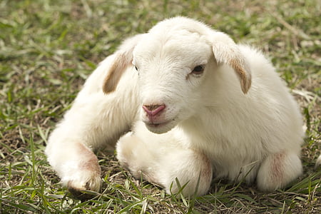 black goat laying on grass field thumbnail