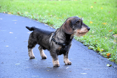 adult gray and brown dachshund thumbnail