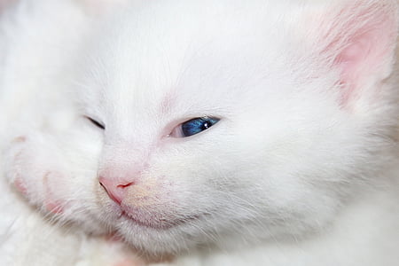 photo of white Persian kitten thumbnail