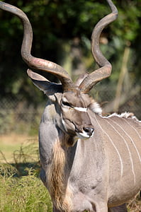 short-coated brown animal with curved horns thumbnail