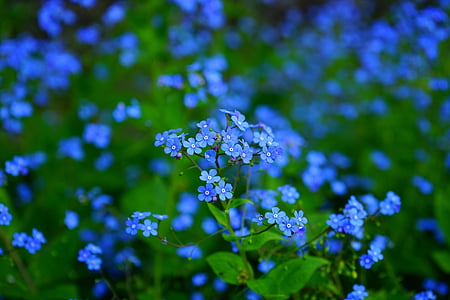 blue flowers thumbnail