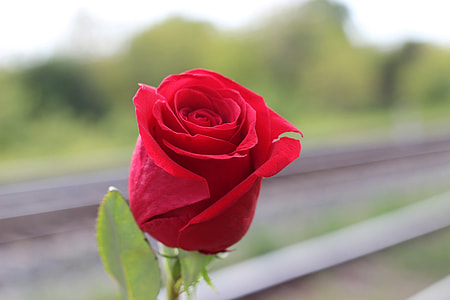 closeup photo of red rose thumbnail
