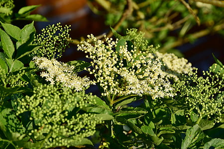 green leafed plant with white flowers thumbnail