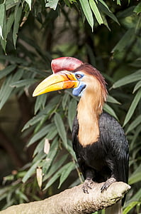 selective focus photography of hornbill perching on branch thumbnail