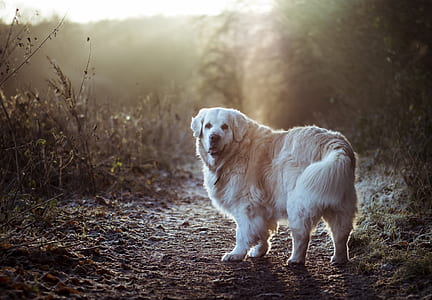 adult golden retriever standing on pathway thumbnail