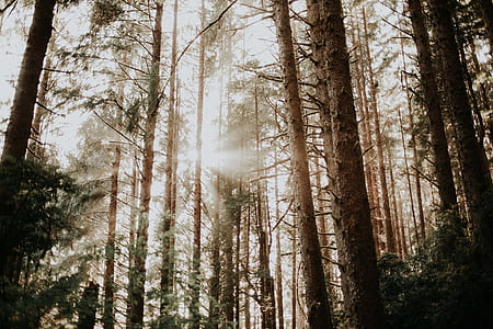 worms eyeview photography of trees during daytime thumbnail