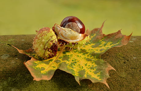 red fruit on yellow leaf thumbnail