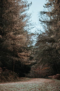 landscape photography of pathway thumbnail