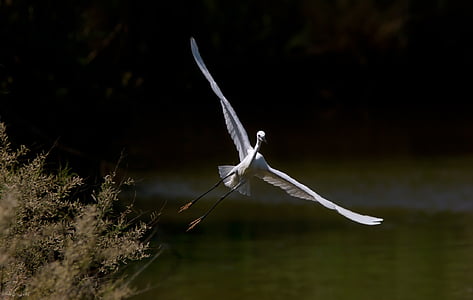 white long-legged bird in flight thumbnail