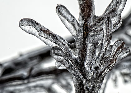 close photo of frozen tree branch thumbnail