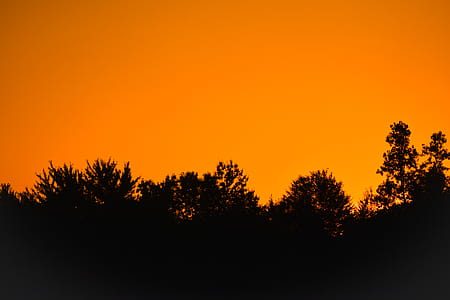 Silhouette Photo of Trees thumbnail
