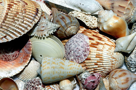 assorted brown and white seashells thumbnail