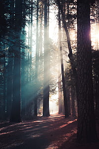 tress with fog during daytime thumbnail