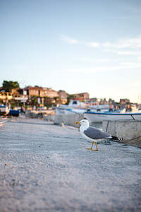 Seagull at Nessebar Port, Bulgaria thumbnail