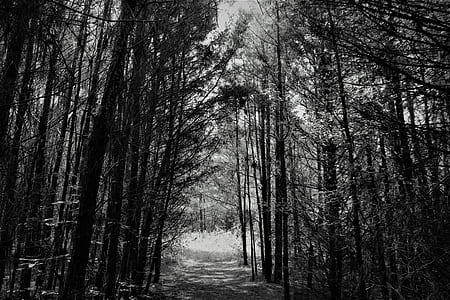 black-and-white, nature, forest, trees thumbnail