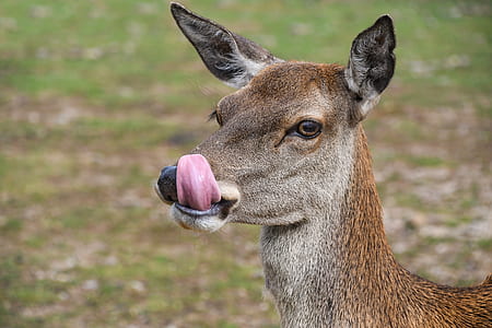 brown deer standing near green grass thumbnail