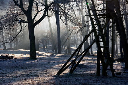 black trees during sunrise thumbnail