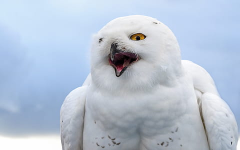 large white bird under white clouds thumbnail