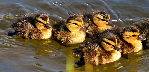 brown-and-yellow ducklings on body of water thumbnail