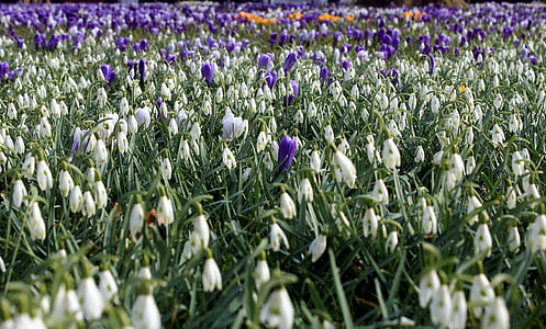 white spring snowflakes in bloom thumbnail