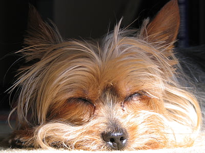 closeup photo of tan Yorkshire terrier thumbnail