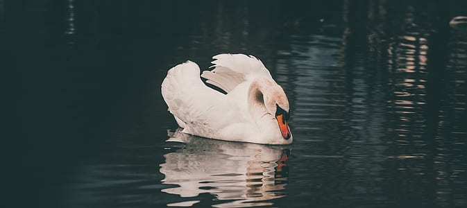 white duck floating on water thumbnail