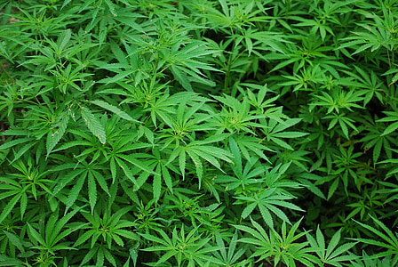 green cannabis plants thumbnail